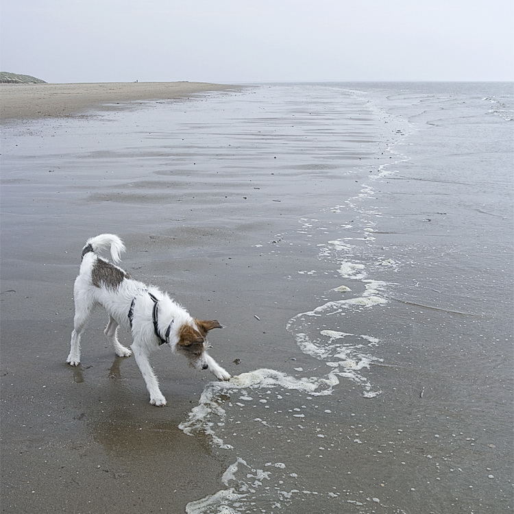 Holland 04-2014 ---20140421_0196 als Smart-Objekt-1 Kopie.jpg - Und wieder raus an den Strand . Felix konnte gar nicht genug davon kriegen